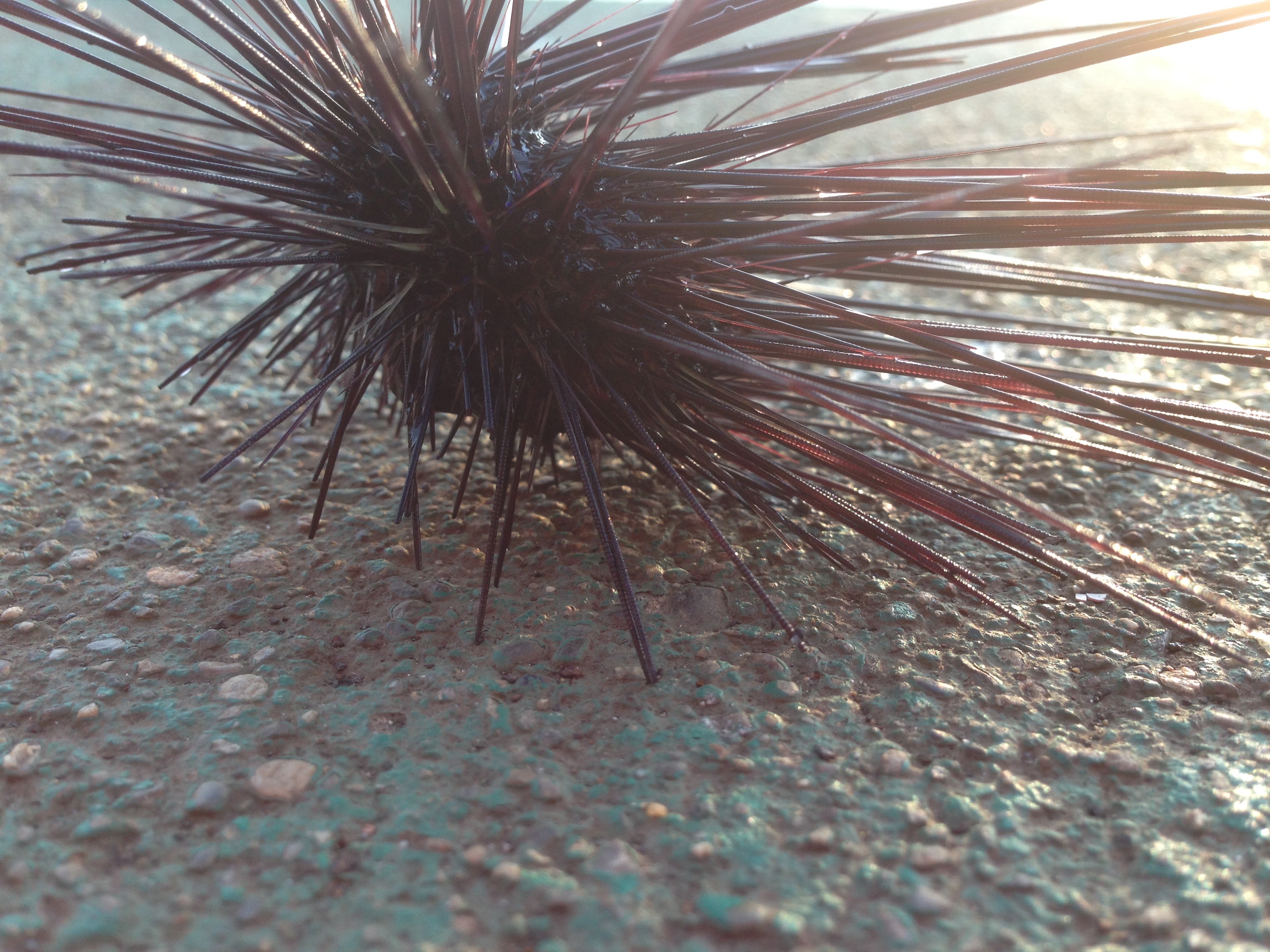  タイトル文（6）